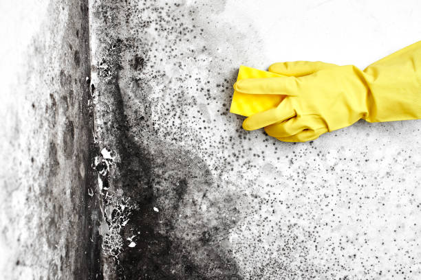 Best Insurance-Related Mold Remediation in Friendswood, TX