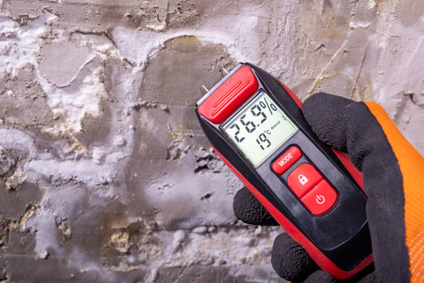 Best Commercial Mold Remediation in Friendswood, TX