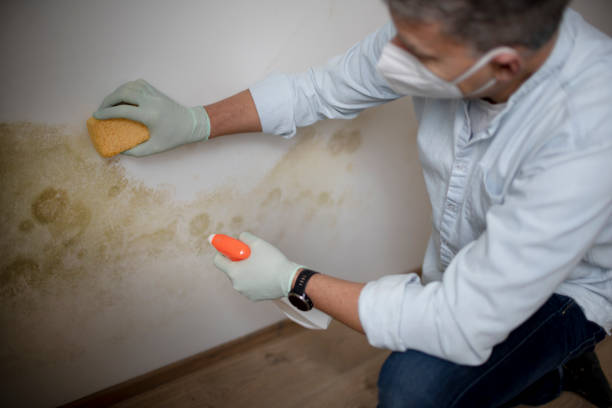 Best Post-Flood Mold Remediation in Friendswood, TX