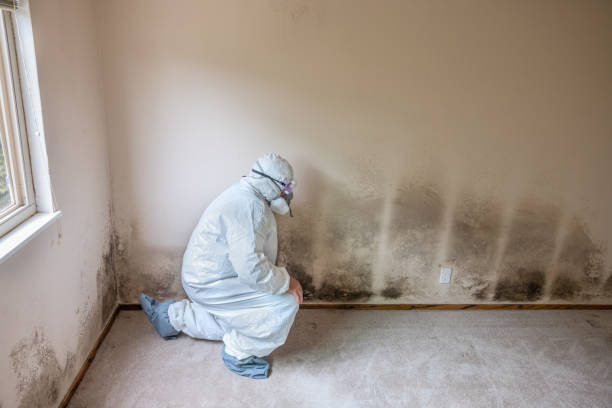 Best Residential Mold Remediation in Friendswood, TX