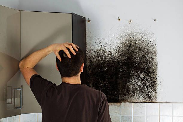 Best Residential Mold Remediation in Friendswood, TX