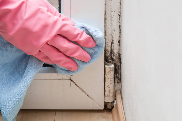 Best Mold Remediation for Specific Building Types in Friendswood, TX
