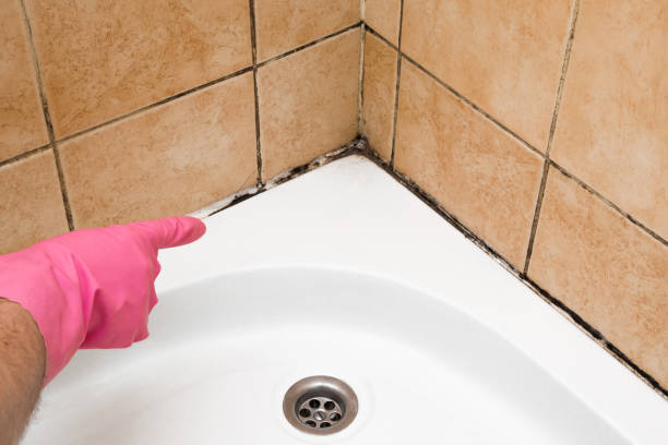 Professional Mold Remediation in Friendswood, TX