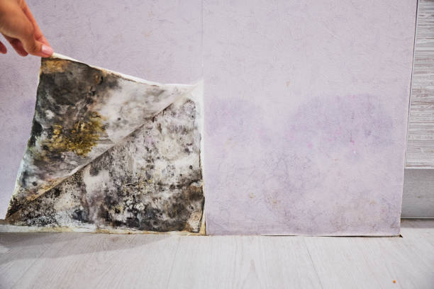 Best Localized Mold Remediation (e.g., coastal areas, humid climates) in Friendswood, TX